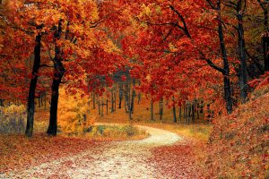 Proleet poëet met P. Fucko: herfst